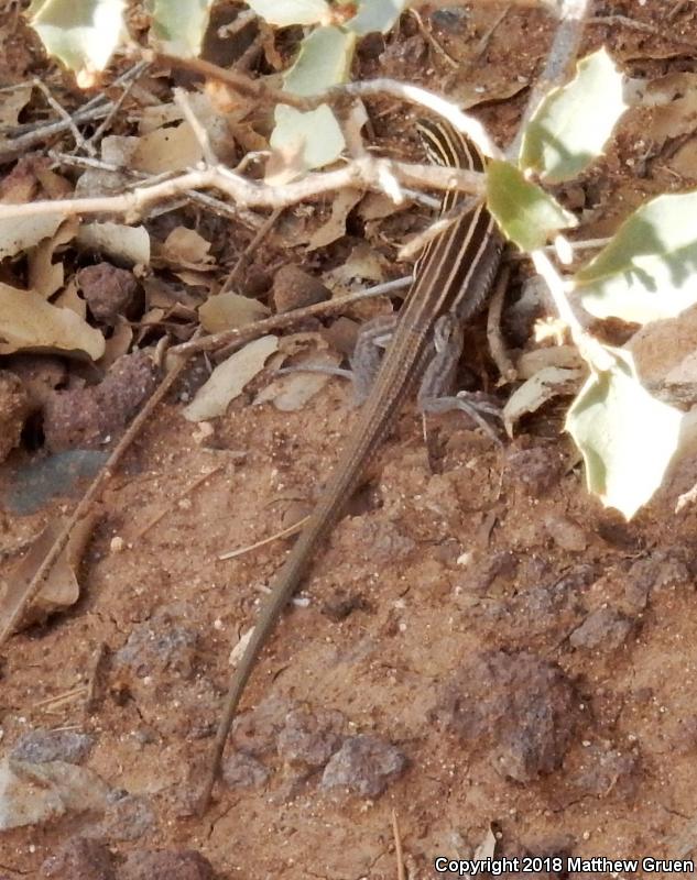 Desert Grassland Whiptail (Aspidoscelis uniparens)