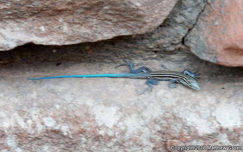 Plateau Striped Whiptail (Aspidoscelis velox)