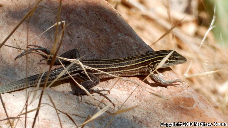 Plateau Striped Whiptail (Aspidoscelis velox)