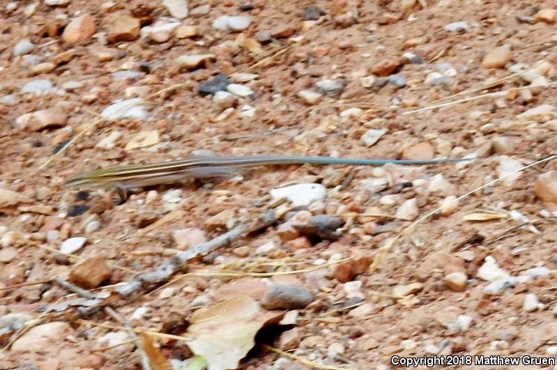 Plateau Striped Whiptail (Aspidoscelis velox)