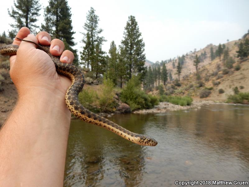 Sierra Gartersnake (Thamnophis couchii)