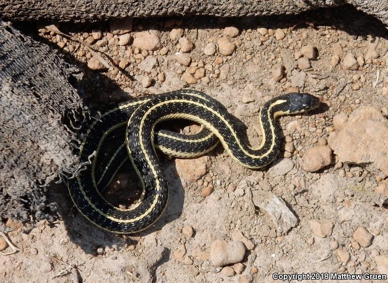 Mountain Gartersnake (Thamnophis elegans elegans)