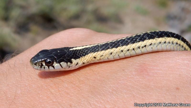 Mountain Gartersnake (Thamnophis elegans elegans)