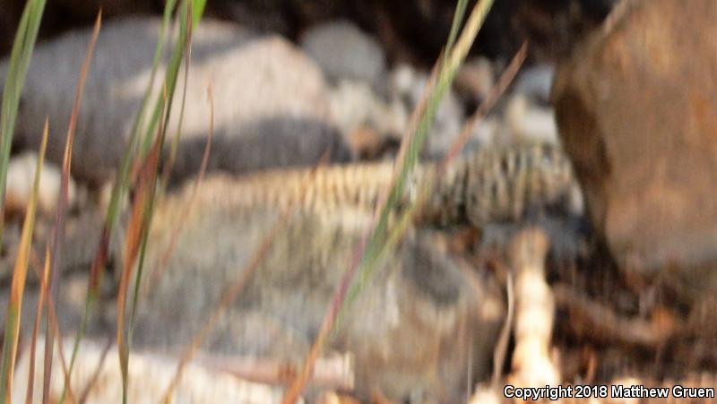 Western Whiptail (Aspidoscelis tigris)