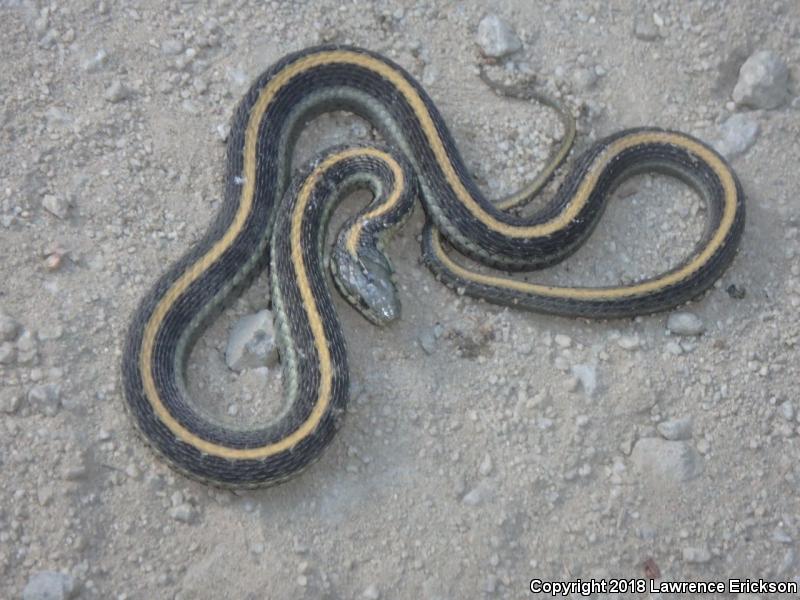 Santa Cruz Gartersnake (Thamnophis atratus atratus)