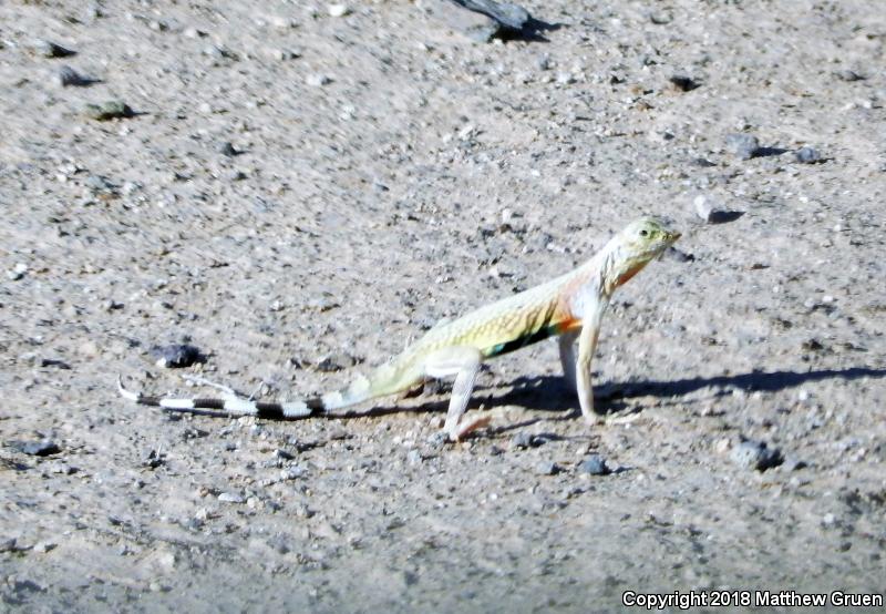 Zebratail Lizard (Callisaurus draconoides)