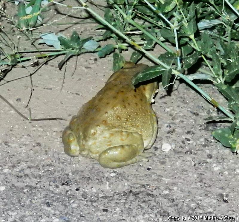 Sonoran Desert Toad (Ollotis alvaria)