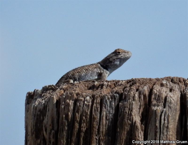 Twin-spotted Spiny Lizard (Sceloporus bimaculosus)