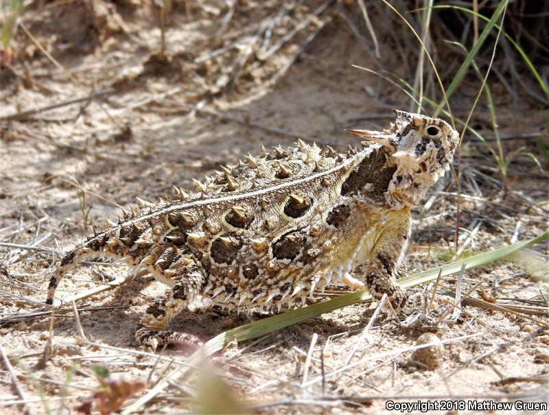 Texas Horned Lizard (Phrynosoma cornutum)