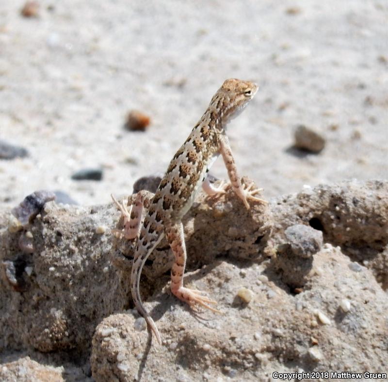 Lesser Earless Lizard (Holbrookia maculata)