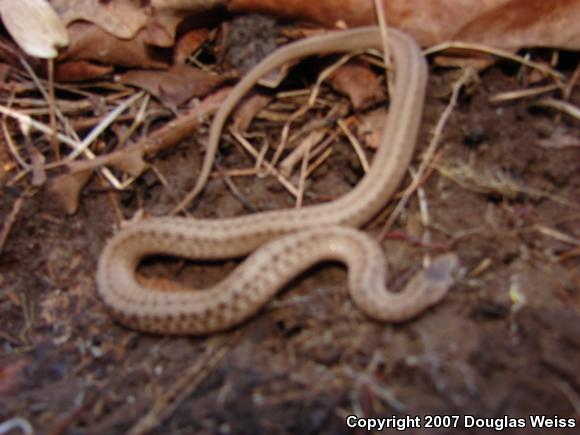 Northern Brownsnake (Storeria dekayi dekayi)