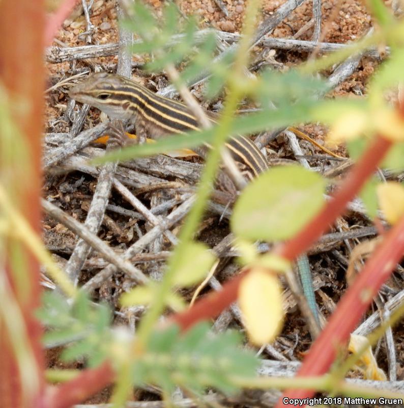 Desert Grassland Whiptail (Aspidoscelis uniparens)