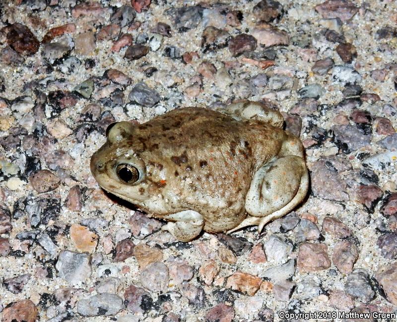 Mexican Spadefoot (Spea multiplicata)