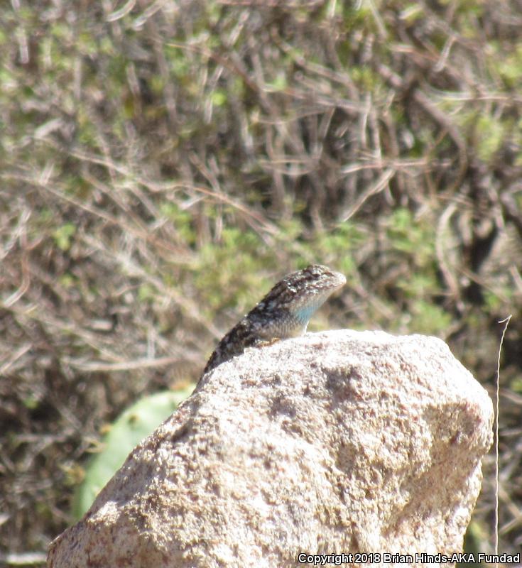 Clark's Spiny Lizard (Sceloporus clarkii)