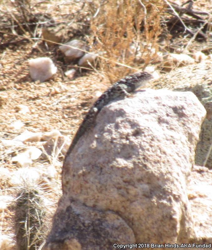 Clark's Spiny Lizard (Sceloporus clarkii)