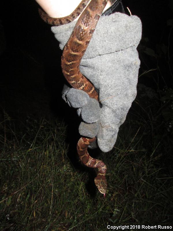 Northern Watersnake (Nerodia sipedon sipedon)