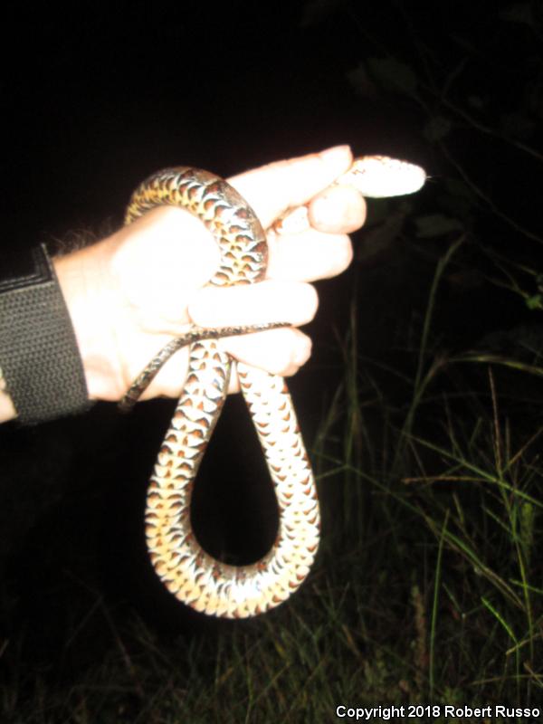 Northern Watersnake (Nerodia sipedon sipedon)