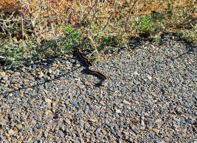 Giant Gartersnake (Thamnophis gigas)