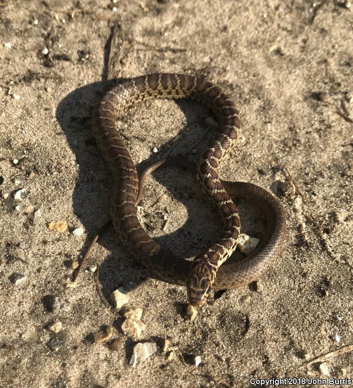 Blue Racer (Coluber constrictor foxii)