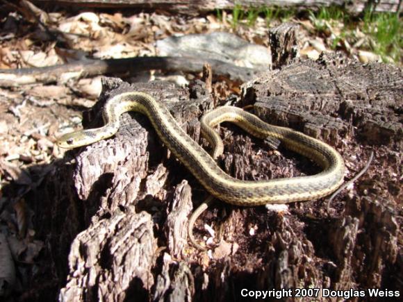 Eastern Gartersnake (Thamnophis sirtalis sirtalis)