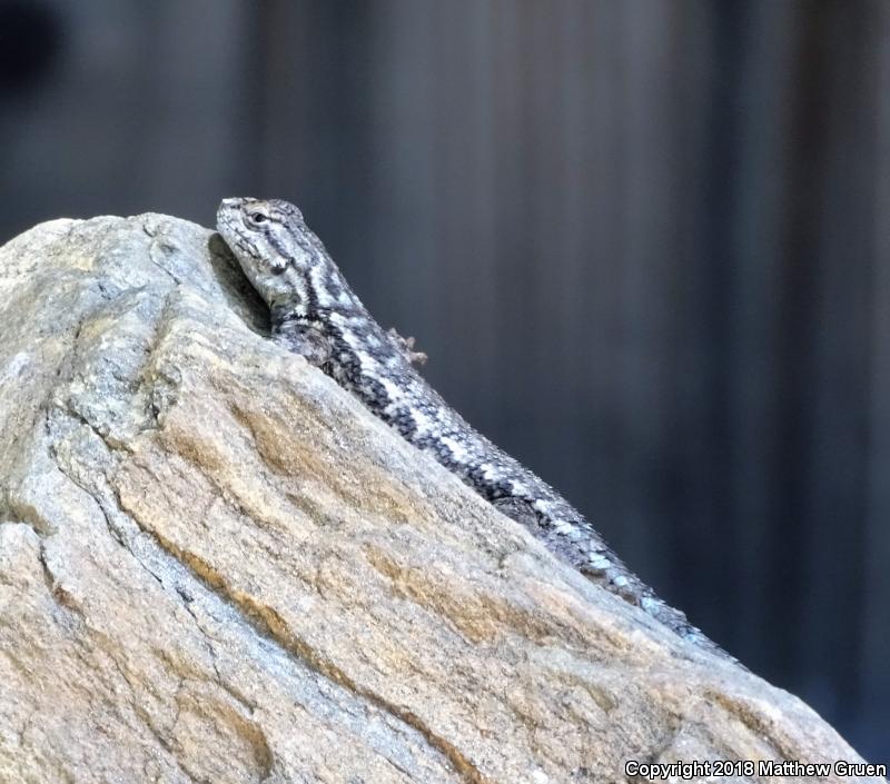 Sierra Fence Lizard (Sceloporus occidentalis taylori)