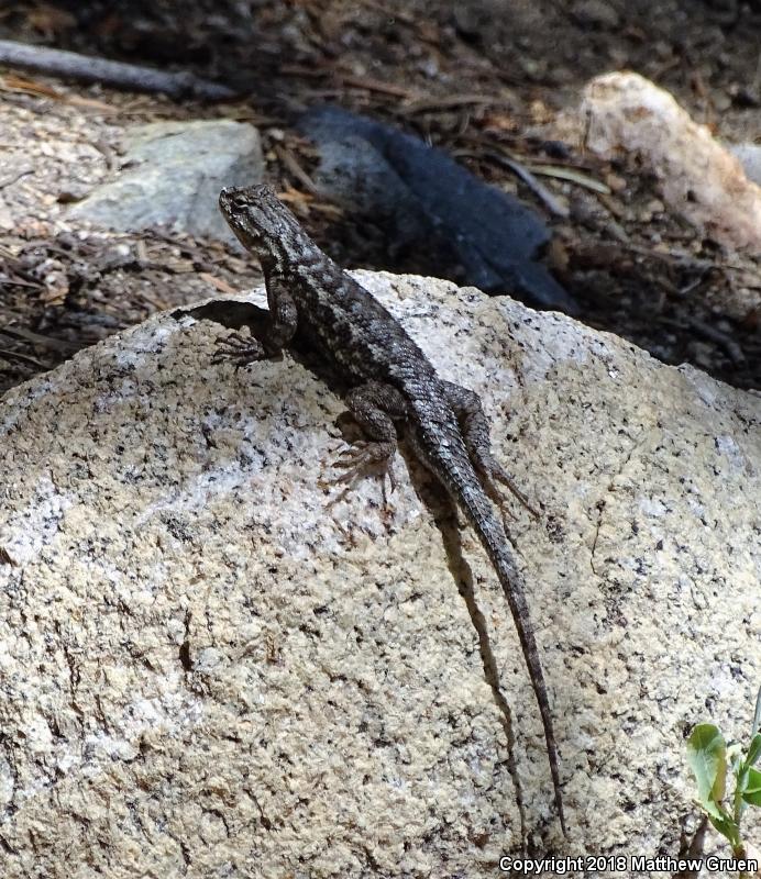 Sierra Fence Lizard (Sceloporus occidentalis taylori)