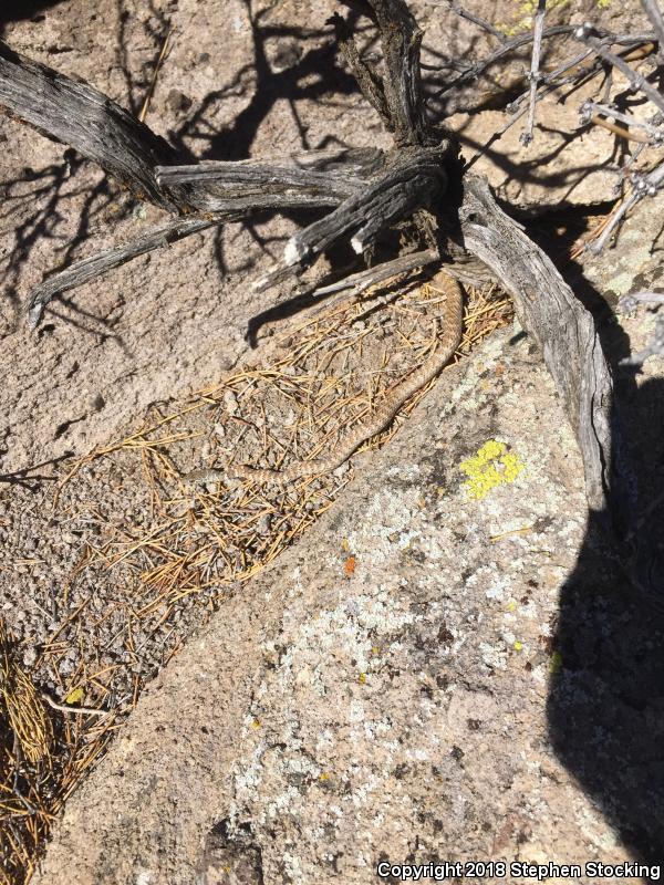 Red Racer (Coluber flagellum piceus)