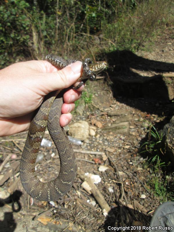 Northern Watersnake (Nerodia sipedon sipedon)