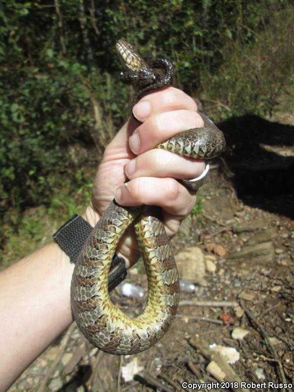 Northern Watersnake (Nerodia sipedon sipedon)