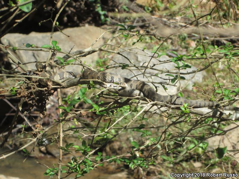 Northern Watersnake (Nerodia sipedon sipedon)