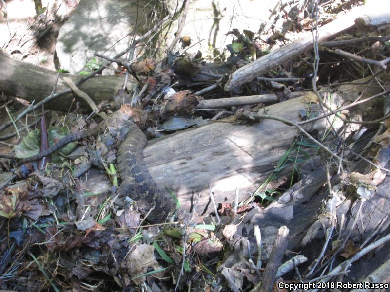 Northern Watersnake (Nerodia sipedon sipedon)