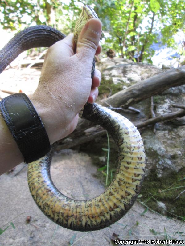 Northern Watersnake (Nerodia sipedon sipedon)