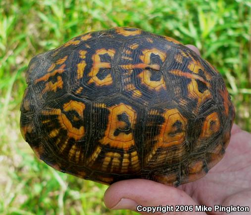 Eastern Box Turtle (Terrapene carolina carolina)