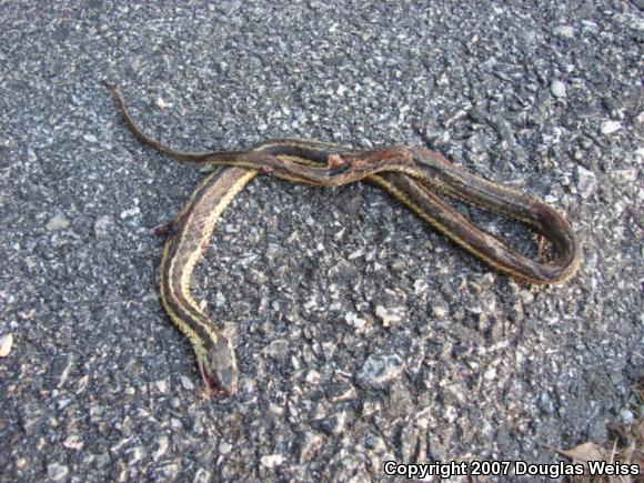 Eastern Gartersnake (Thamnophis sirtalis sirtalis)