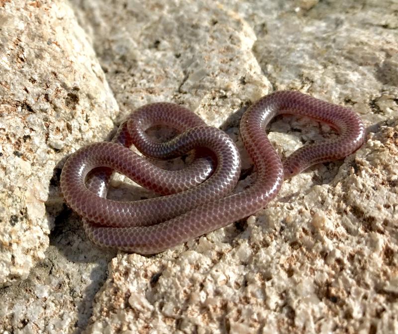 SouthWestern Threadsnake (Leptotyphlops humilis humilis)