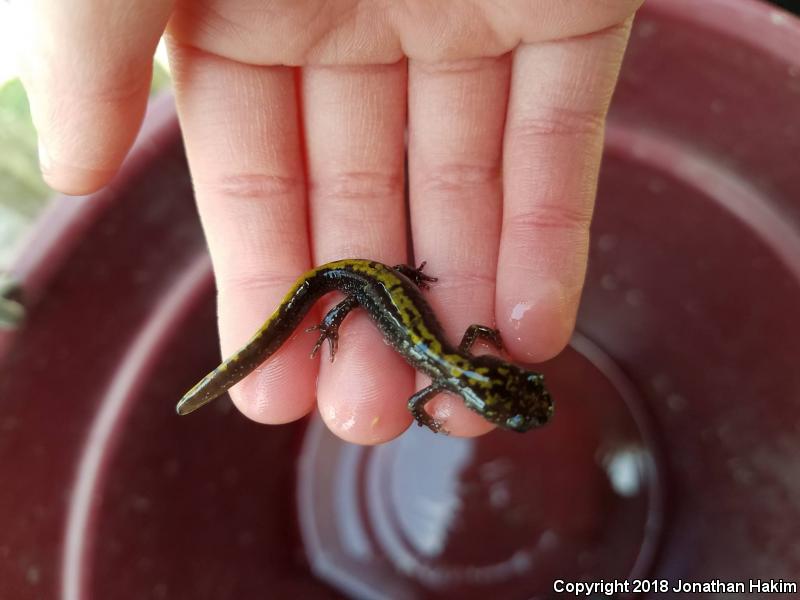 Western Long-toed Salamander (Ambystoma macrodactylum macrodactylum)