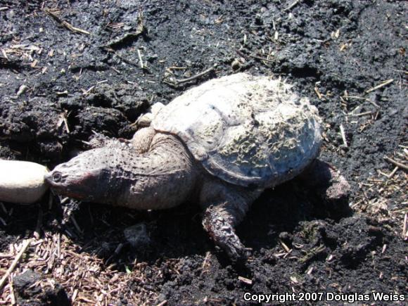 Eastern Snapping Turtle (Chelydra serpentina serpentina)