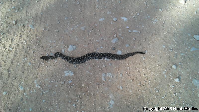 Eastern Diamond-backed Rattlesnake (Crotalus adamanteus)