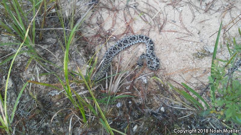 Eastern Diamond-backed Rattlesnake (Crotalus adamanteus)