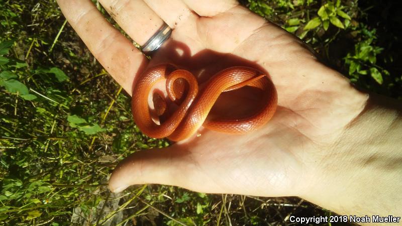 Pine Woods Littersnake (Rhadinaea flavilata)