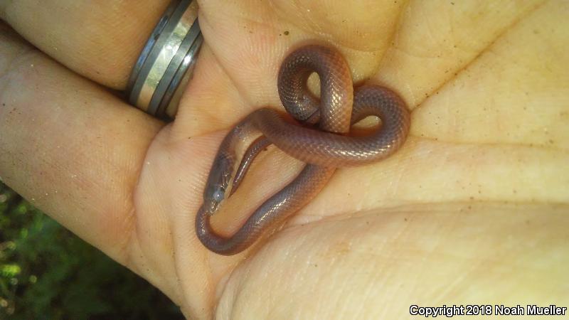 Pine Woods Littersnake (Rhadinaea flavilata)