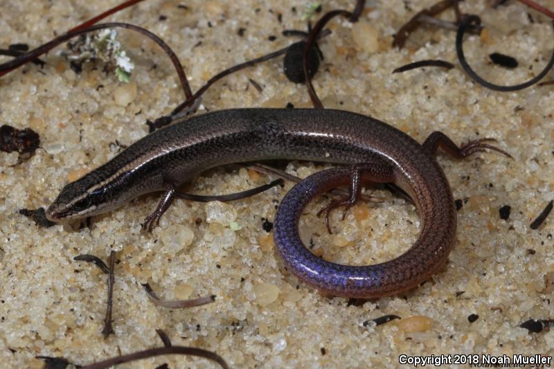 Mole Skink (Plestiodon egregius)