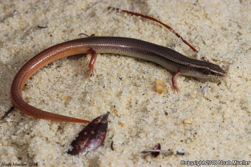 Mole Skink (Plestiodon egregius)