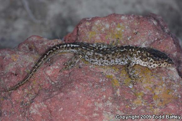San Clemente Night Lizard (Xantusia riversiana reticulata)