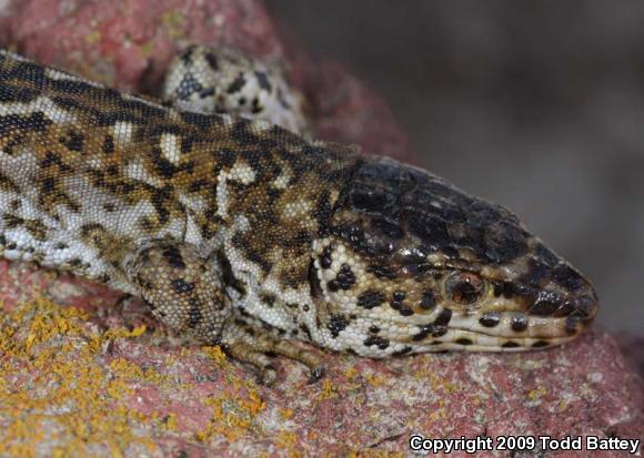 San Clemente Night Lizard (Xantusia riversiana reticulata)