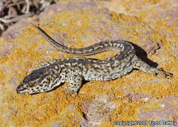 San Clemente Night Lizard (Xantusia riversiana reticulata)