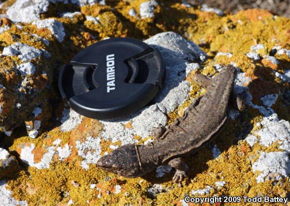 San Clemente Night Lizard (Xantusia riversiana reticulata)