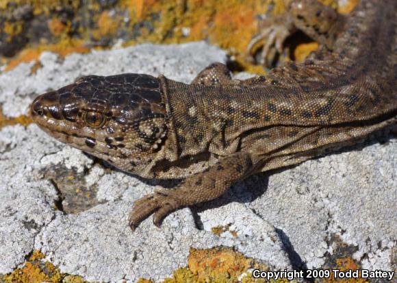 San Clemente Night Lizard (Xantusia riversiana reticulata)