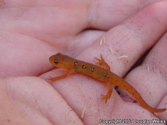 Red-Spotted Newt (Notophthalmus viridescens viridescens)