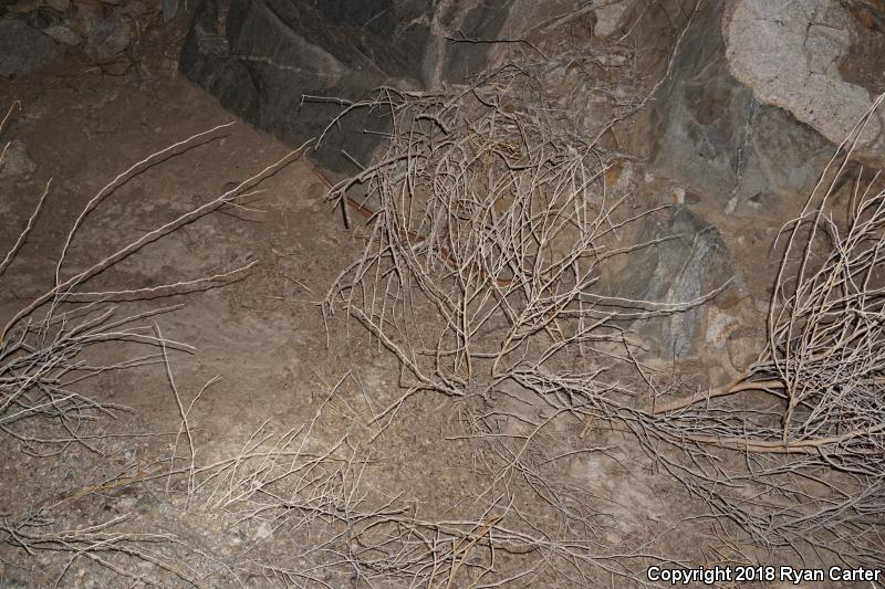 Desert Rosy Boa (Lichanura trivirgata gracia)